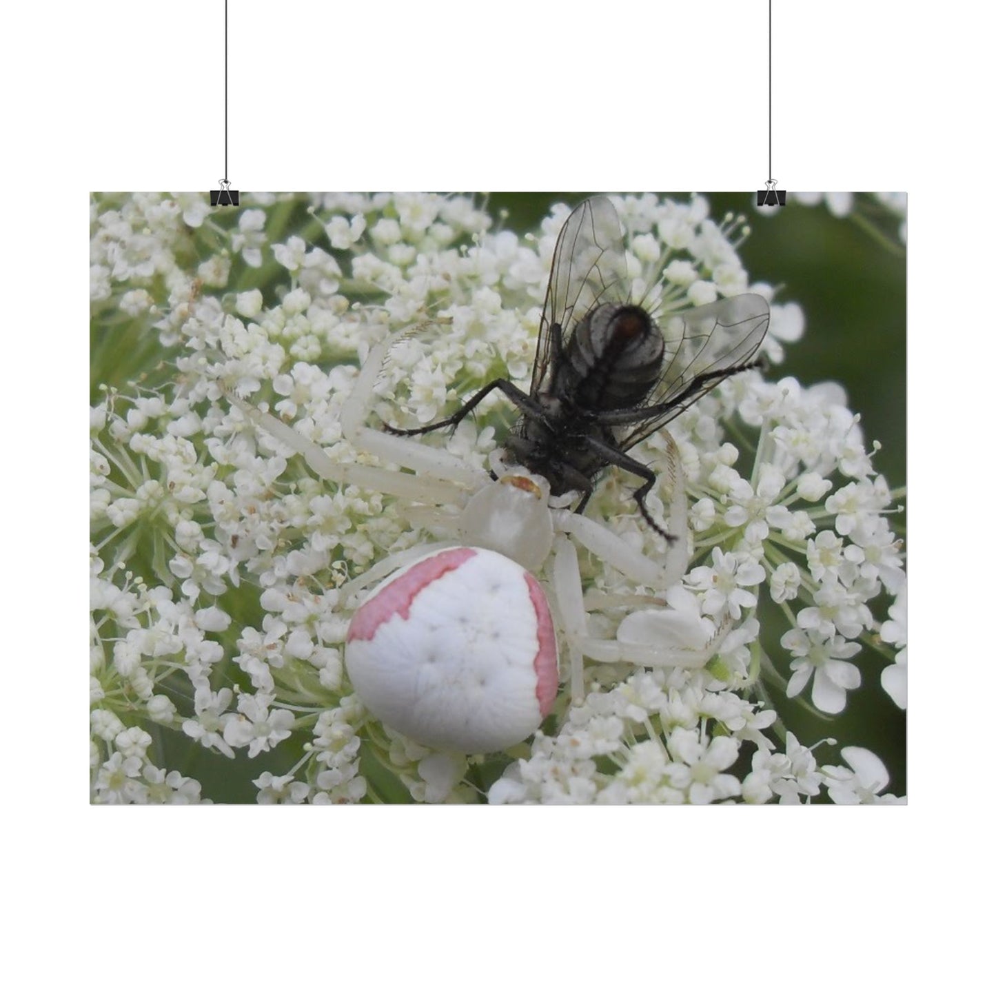 Pink Crab Spider Poster