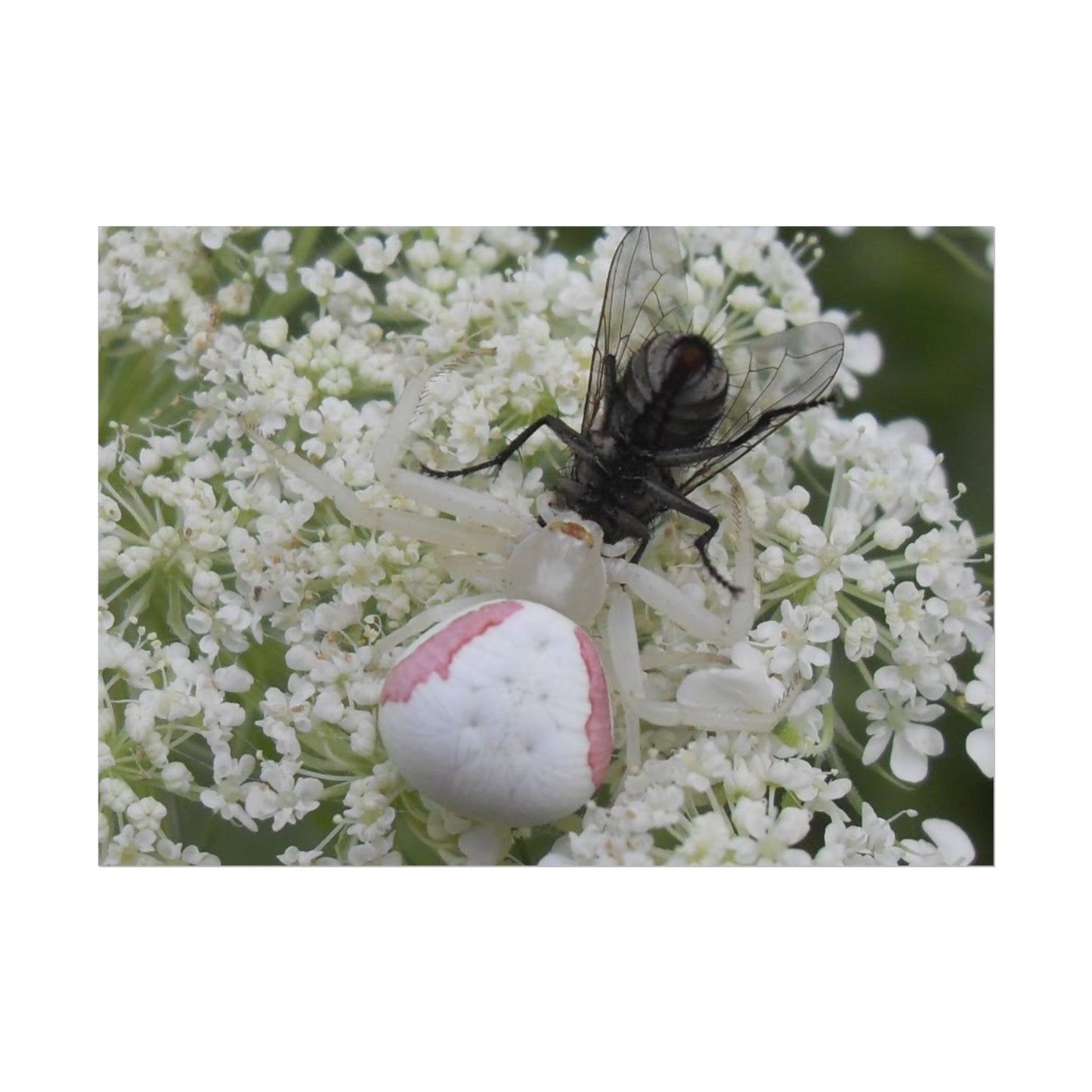 Pink Crab Spider Poster