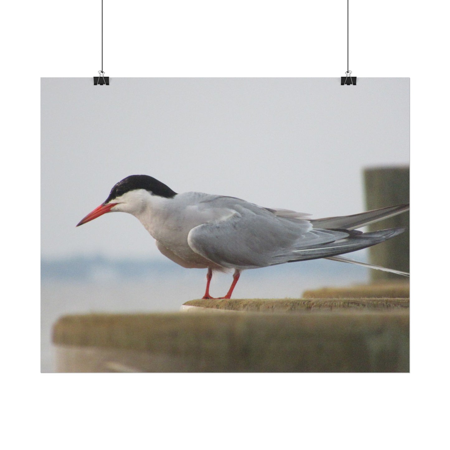 My Turn, You're Tern Poster