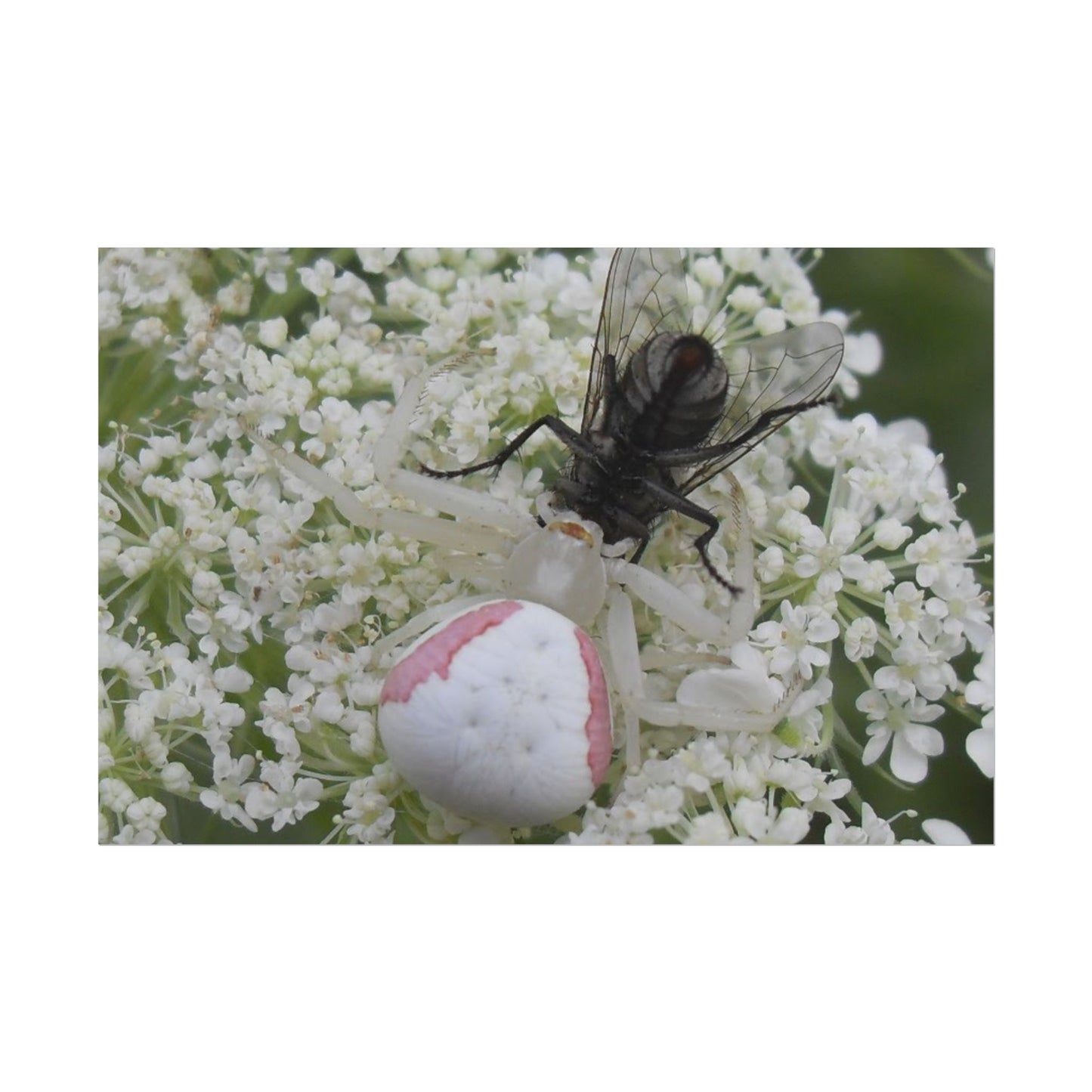 Pink Crab Spider Poster