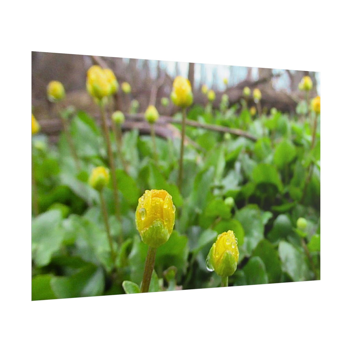 Buttercup Drops