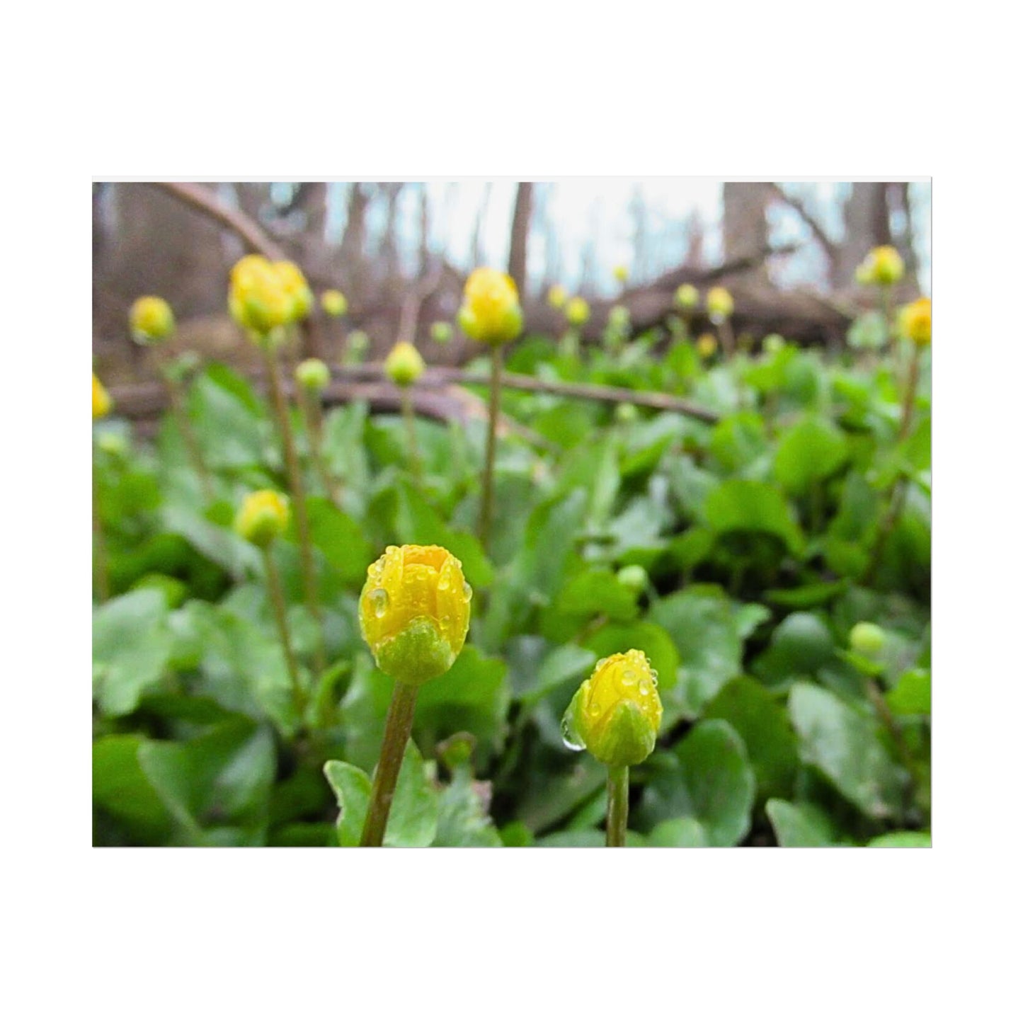 Buttercup Drops