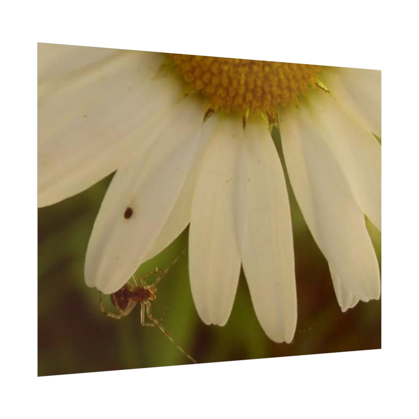 Daisy Daze