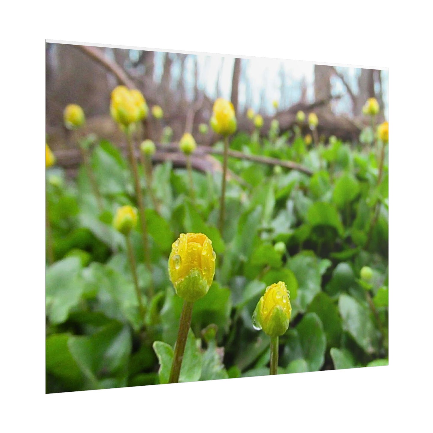 Buttercup Drops