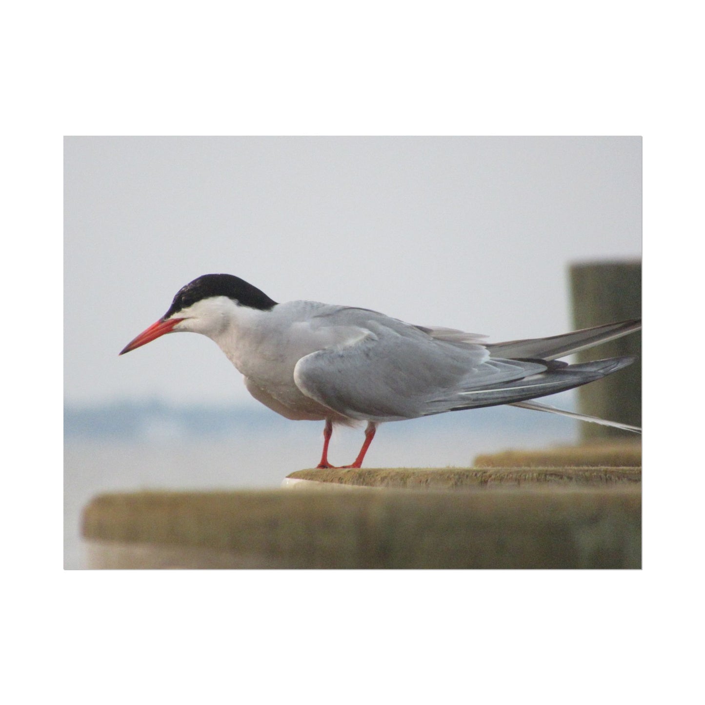 My Turn, You're Tern Poster