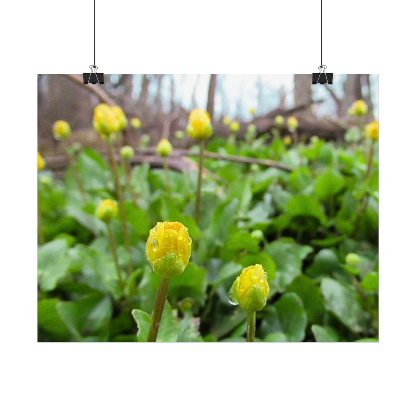 Buttercup Drops