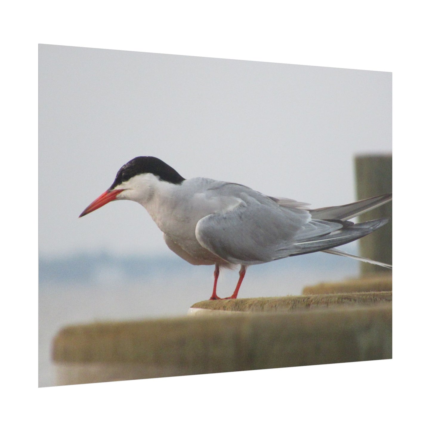My Turn, You're Tern Poster
