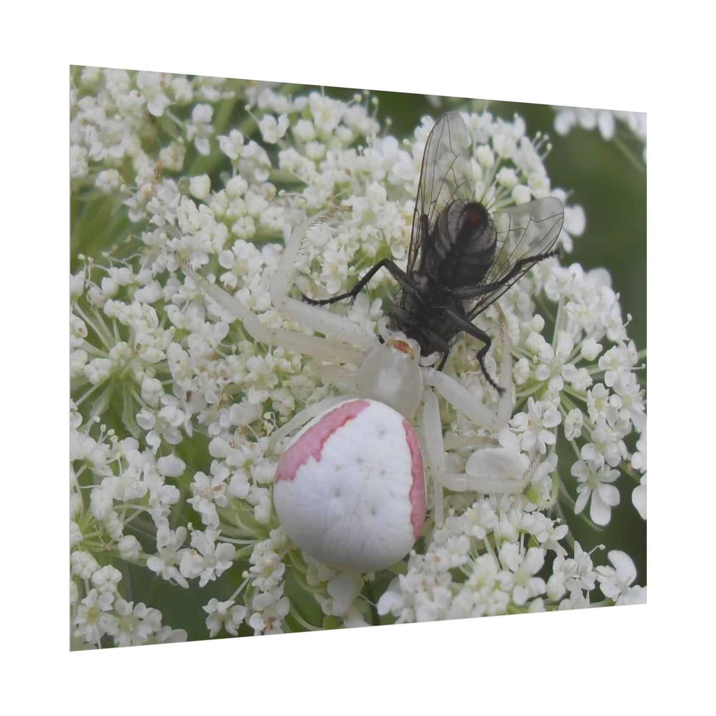 Pink Crab Spider Poster