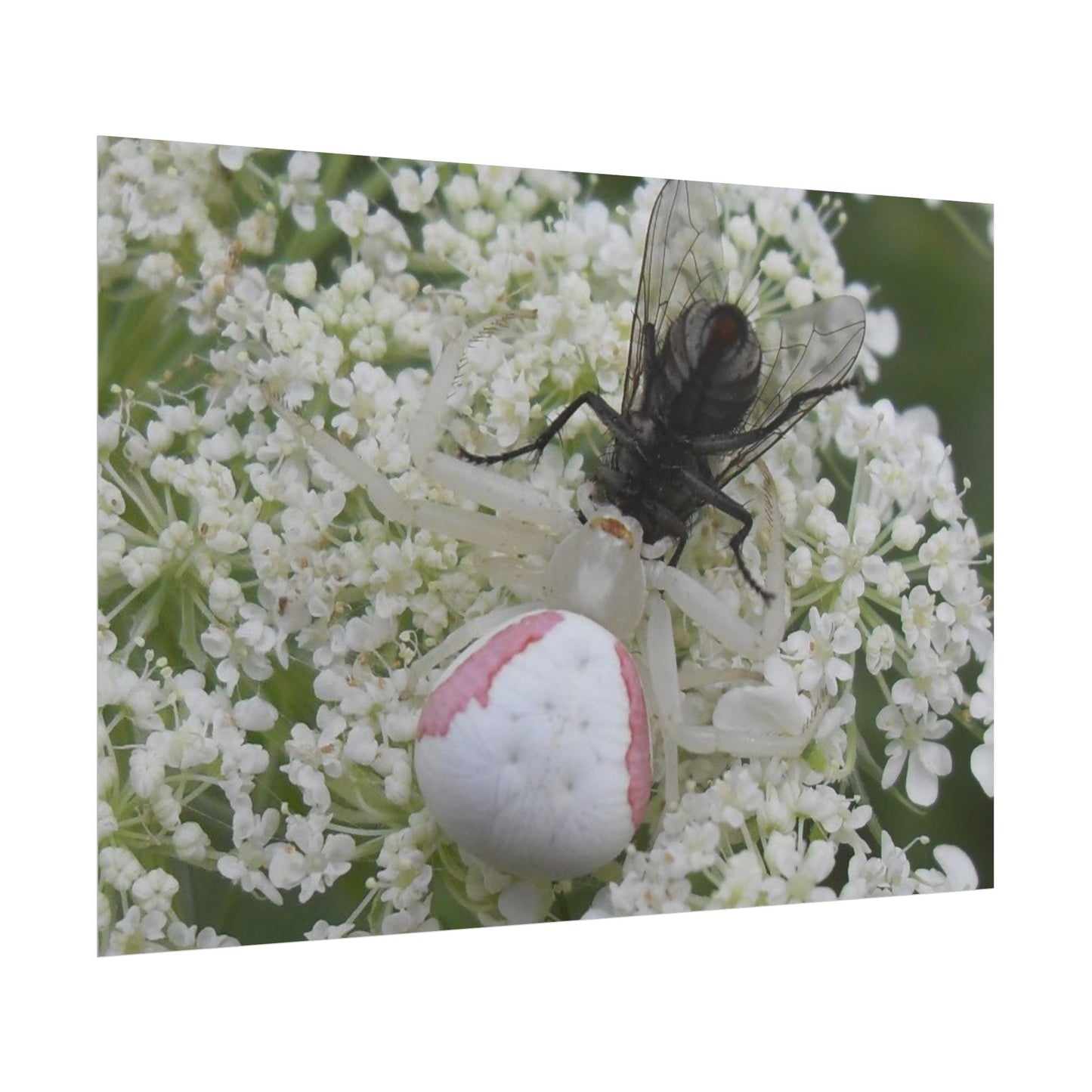 Pink Crab Spider Poster