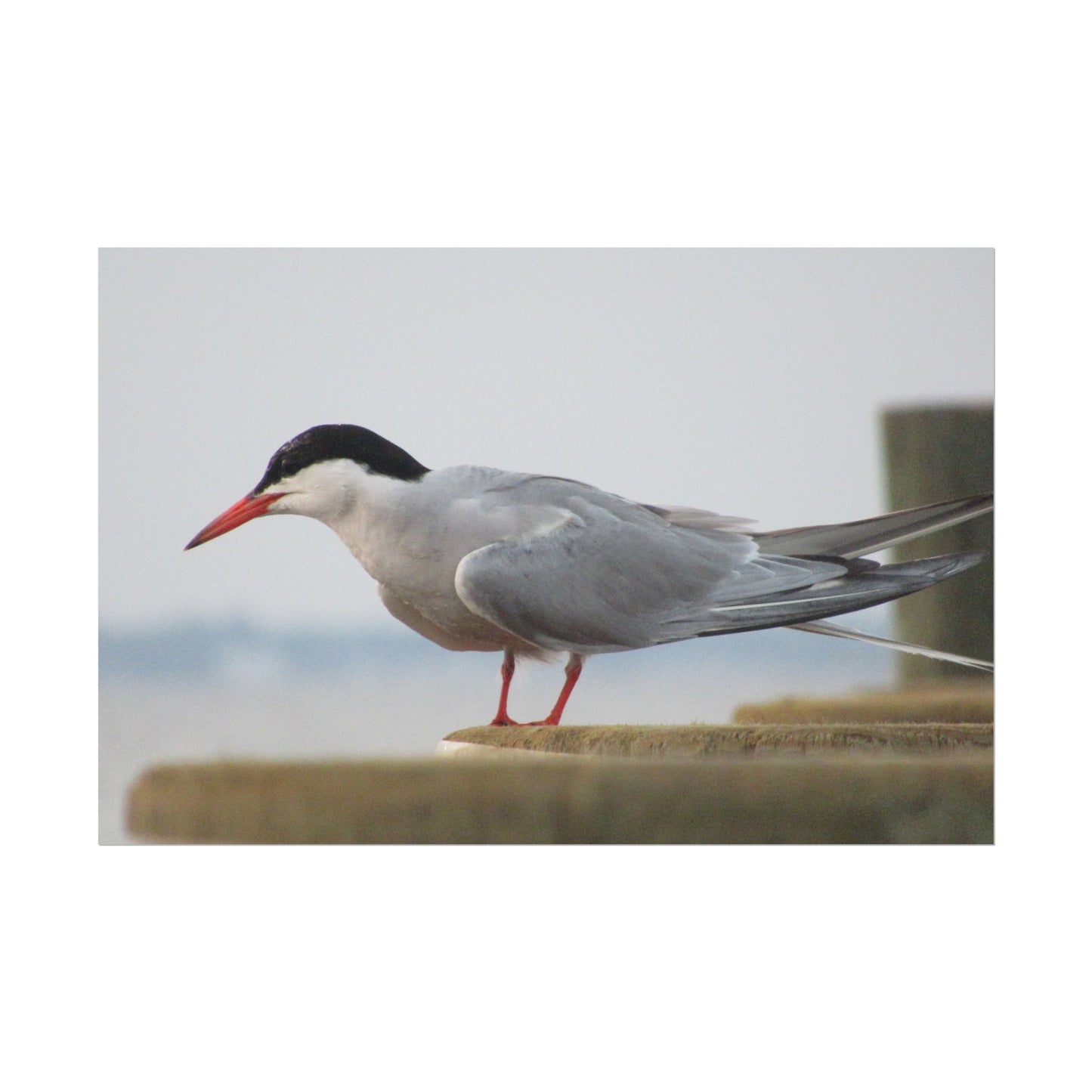 My Turn, You're Tern Poster