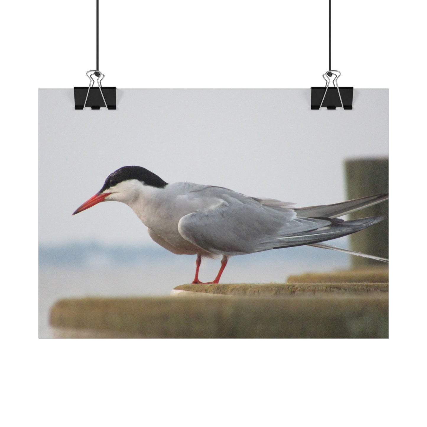 My Turn, You're Tern Poster