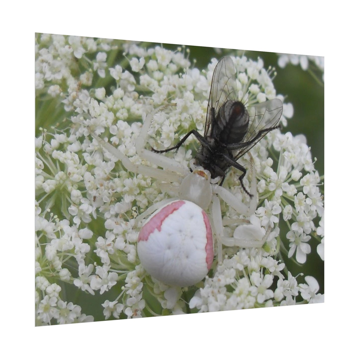 Pink Crab Spider Poster