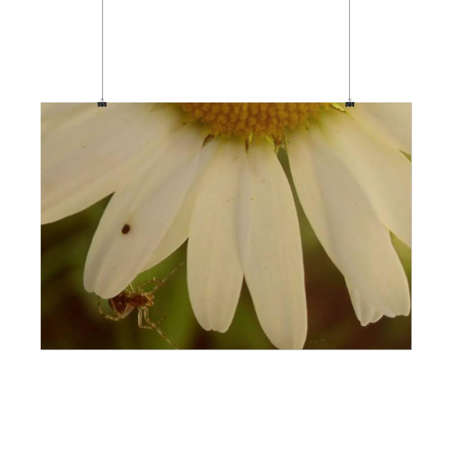 Daisy Daze