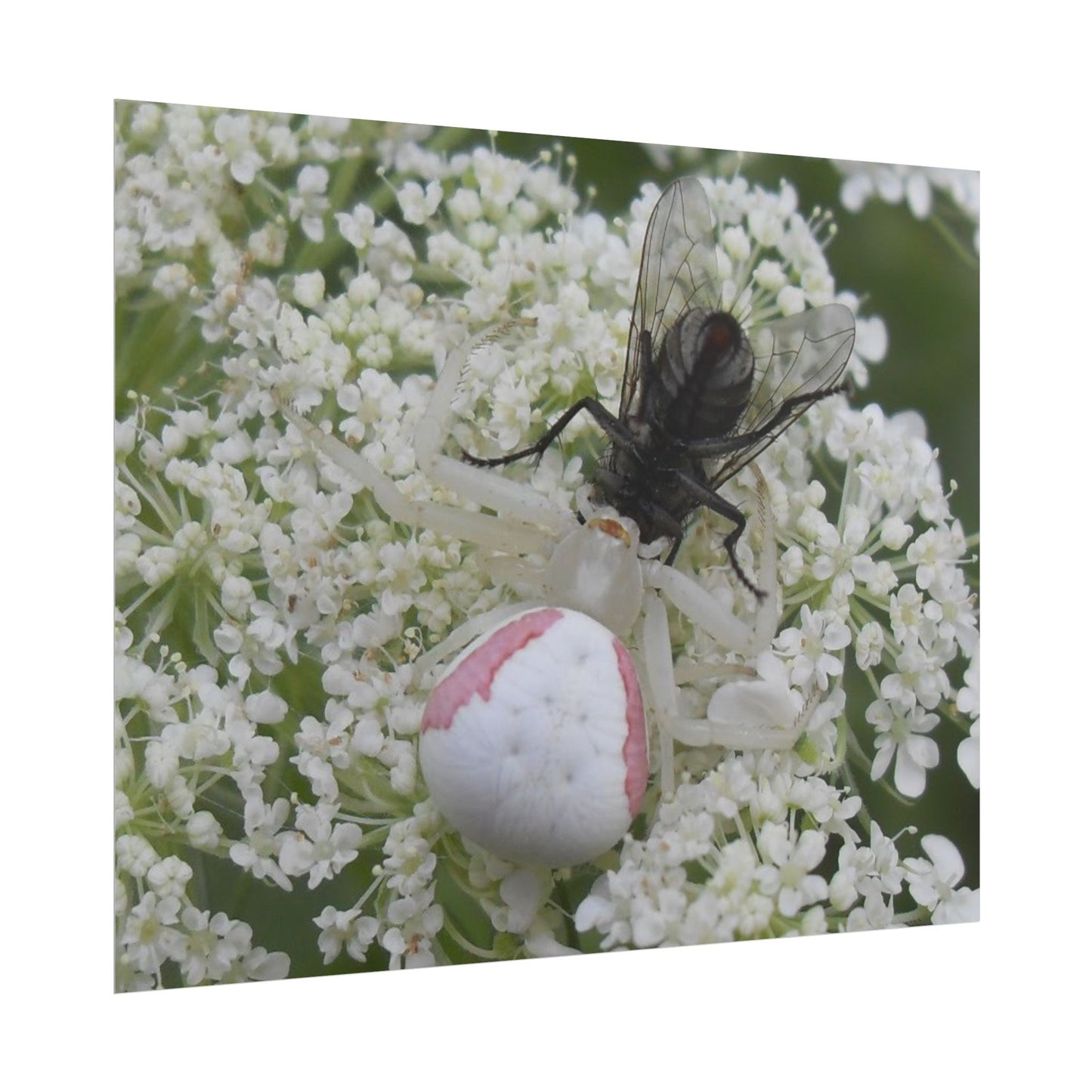 Pink Crab Spider Poster