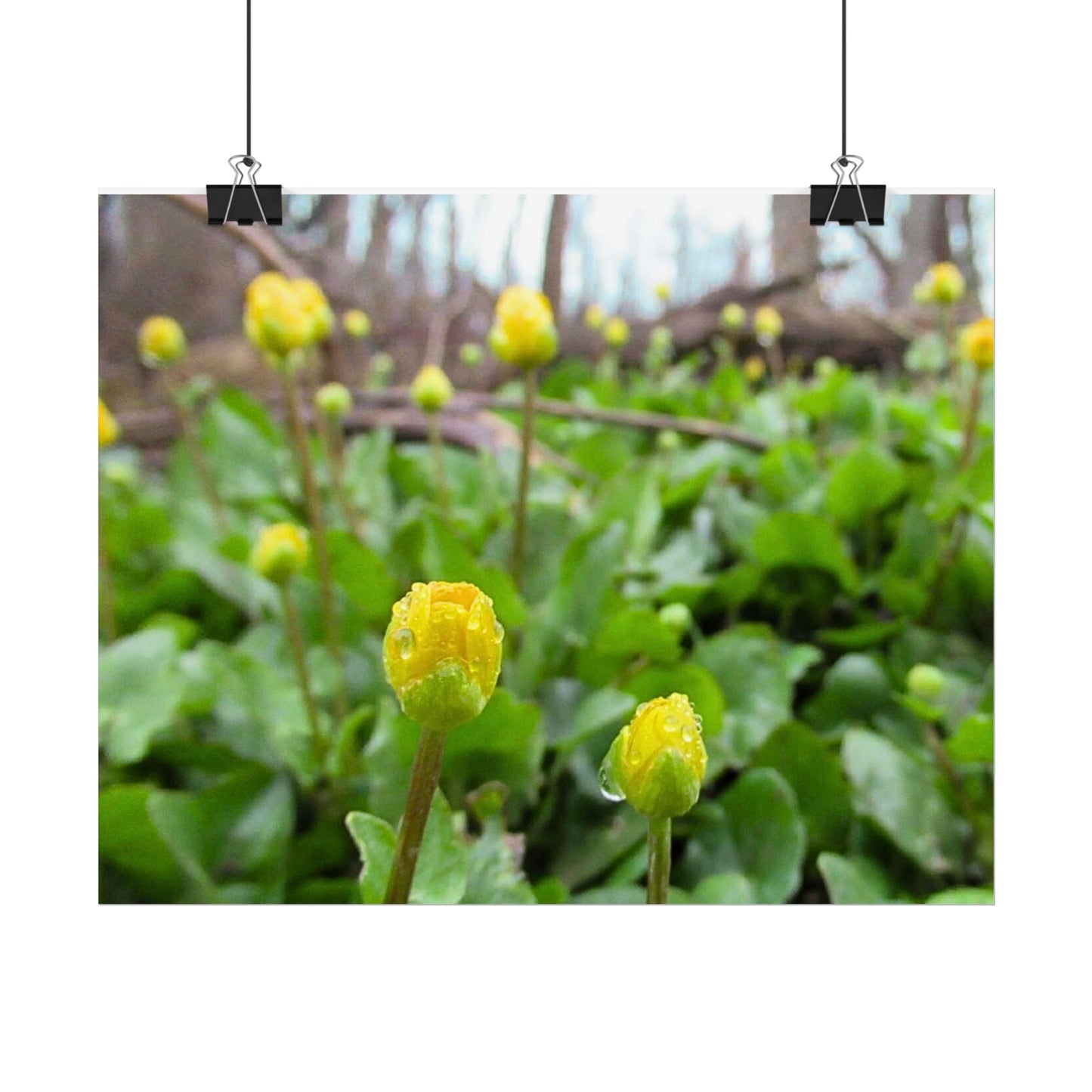 Buttercup Drops