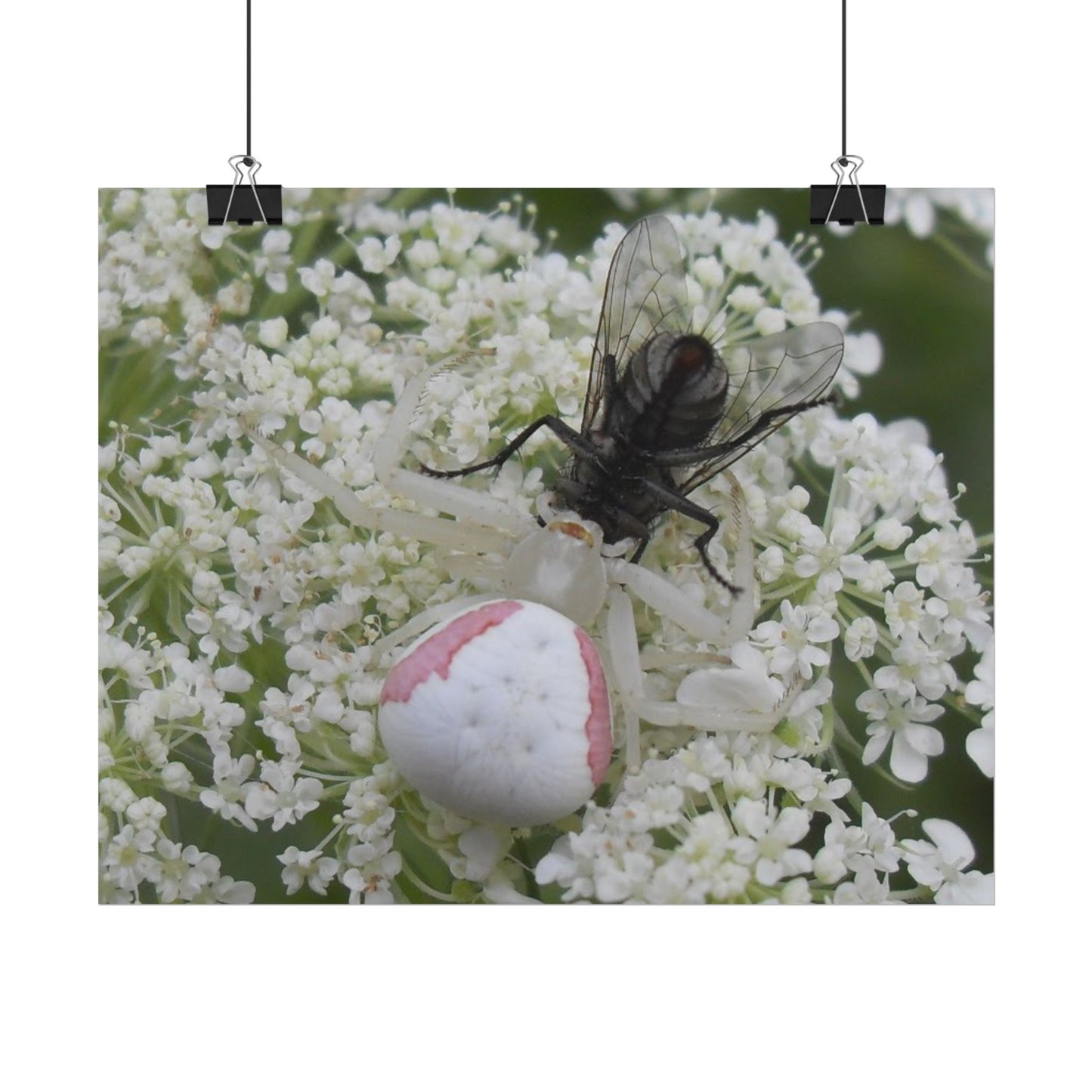Pink Crab Spider Poster
